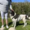 Samson - ein sanfter Riese