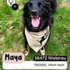 Fröhliche MAYA sucht ihre Menschen
