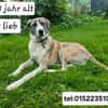 Juli Herdenschutzhund Mischling sucht liebevolles Zuhause!