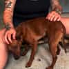Verschmuster Paquito sucht sein Zuhause