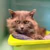 Calvin [FIV+]