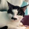 Moustache