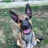 Bazil