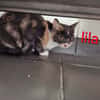 LILA