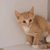 CROCUS