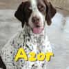 Azor
