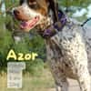 Azor