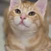 Benji