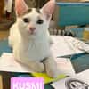 KUSMI À ADOPTER AVEC UN CHAT DÉJÀ PRÉSENT CHEZ VOUS