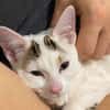 KUSMI À ADOPTER AVEC UN CHAT DÉJÀ PRÉSENT CHEZ VOUS