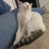 KUSMI À ADOPTER AVEC UN CHAT DÉJÀ PRÉSENT CHEZ VOUS