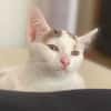 KUSMI À ADOPTER AVEC UN CHAT DÉJÀ PRÉSENT CHEZ VOUS