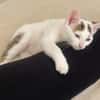KUSMI À ADOPTER AVEC UN CHAT DÉJÀ PRÉSENT CHEZ VOUS