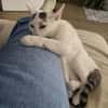 KUSMI À ADOPTER AVEC UN CHAT DÉJÀ PRÉSENT CHEZ VOUS