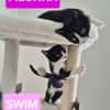 SWIM ET FILONNA