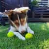 Carlos sucht sein perfektes Match