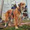 Aiko, elegant, liebt Wasser, ruhiges Wesen