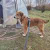Aiko, elegant, liebt Wasser, ruhiges Wesen
