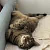 Ein toller Familienkater