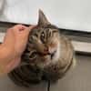Ein toller Familienkater