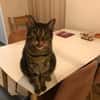 Ein toller Familienkater