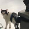 CHER-bezaubernde, hübsche Katzen-Dame