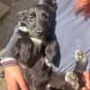 Kleine Hunde suchen ein Zuhause