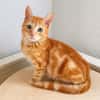 Pumuckl, sanfter Kuschelkater, ca. 5 Monate