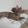 Yentel, aufgeweckter Tigerkater, ca. 1 Jahr