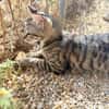 Yentel, aufgeweckter Tigerkater, ca. 1 Jahr