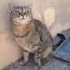 Liebe, zutrauliche Katze Micaela