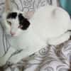 Odin m~1jahr sucht sein Kuschel buddy