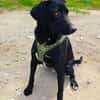 Labrador Mix Anton sucht ein Zuhause