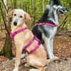 Frieda -liebenswerte Frohnatur-