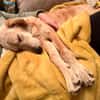 Frieda -liebenswerte Frohnatur-