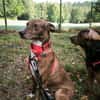 Brownie, ein Herzenshund der neu anfangen möchte
