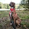 Brownie, ein Herzenshund der neu anfangen möchte