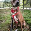 Brownie, ein Herzenshund der neu anfangen möchte