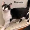 Thalassa