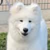 BASKO