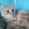MIRABELLE