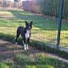 lassie