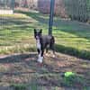 lassie