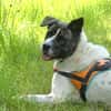 LYLIE BELLE CHAO
