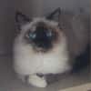 JASMINE