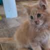 GUS (réservé)