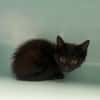 REGLISSE