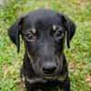 MAGGIE, une boule d'amour