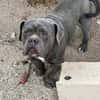 Patapouf ein fröhlicher Hund sucht Zuhause