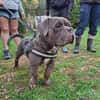Patapouf ein fröhlicher Hund sucht Zuhause